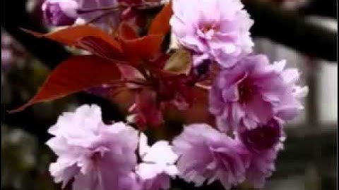 تلاوة من سورة النجم بصوت عمر السبع جميلة و راااااائعة !! 