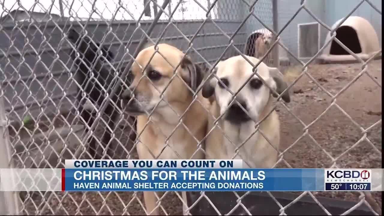 Haven Animal Shelter accepting donations for Christmas for the Animals