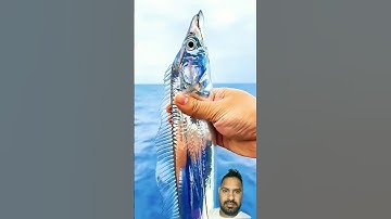 #egzonibrahimi #سورة_الإخلاص #nature #islamicprayer #animals #viral #birds #quran #viral #fishing