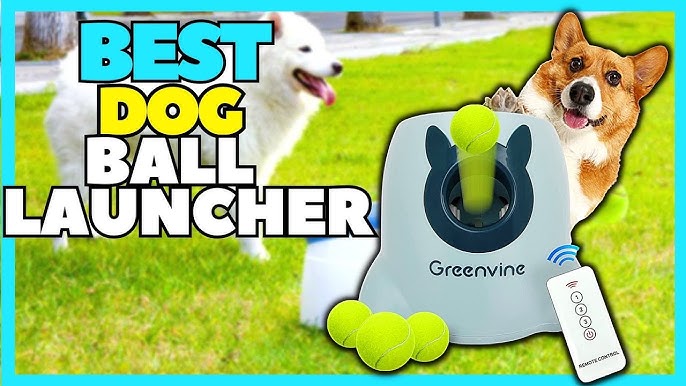 Corgi Learns to use iFETCH Ball Launcher - BEST DOG TOY 