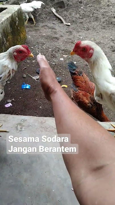 Sesama Sodara Jangan Berantem