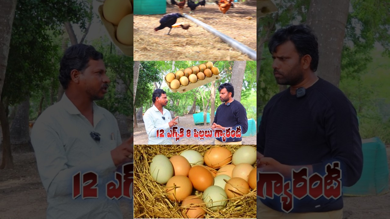 Peruvian Breed eggs for Sale | 100% fertile eggs 