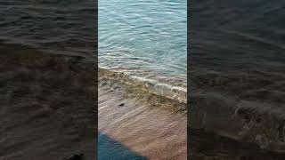 Turtle hatching Kalamaki beach Zante - wait to the end! #thelionking #zante #turtle #cool #animals
