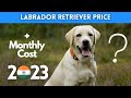 Labrador Retriever Dog Price in India 2021 (Monthly Expenses Included)