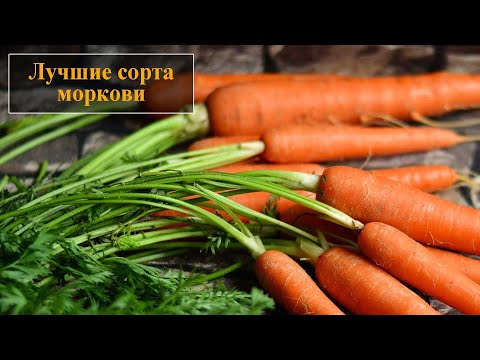 Лучшие сорта моркови