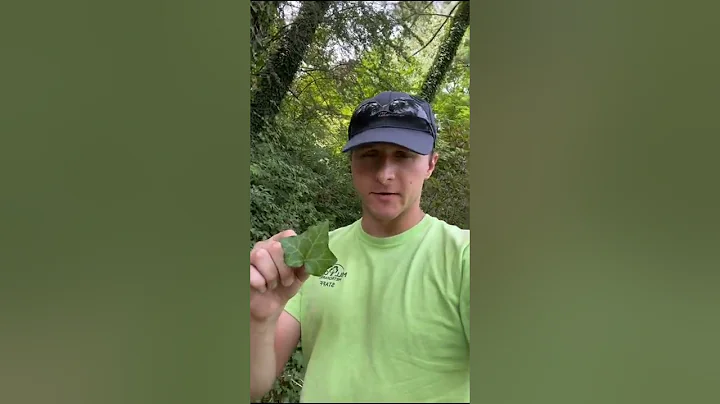 Know the Invaders: English Ivy