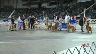 Capital City Cluster Dog Show