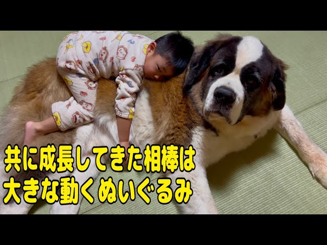 セントバーナード　大型犬　牧羊犬　特大サイズ　60㎝　ぬいぐるみ セントバーナード 大型犬 牧羊犬 特大サイズ 60㎝ ぬいぐるみ