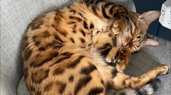Watch the video about Bengal Cat Purring Loudly