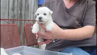 AVAS PUPPIES