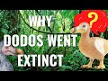 The real reason why the dodo bird went extinct | And why they weren