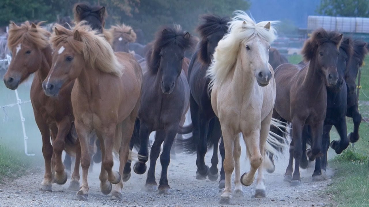 Calling All Horses