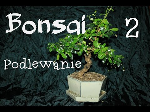 Wideo: Carmona Bonsai: Dbanie O Bonsai Z Drzewa Herbacianego W Domu. Co Zrobić, Gdy Opadną Liście Kwitnącej Karmony? Jak Wybrać Oświetlenie?