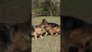 A gorgeous pair of long-haired German Shepherds - male Rasli and female Debra.