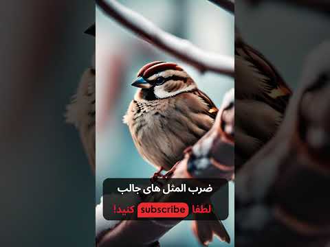 معنی ضرب المثل جیک جیک مستونت بود فکر زمستون بود