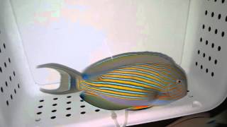 Clown Tang 219 - Maldives