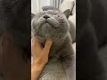 집사 손길에 만족하는 루피 #고양이 #브리티쉬숏헤어 #ねこ動画 #ブリティッシュショートヘア