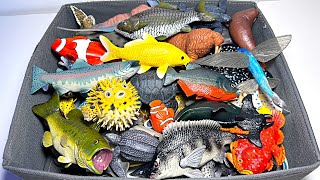 Fish, Sea Animals - Puffer Fish, Large Mouth Bass, Flying Fish, Salmon, Walrus, Seal, Frog Fish,