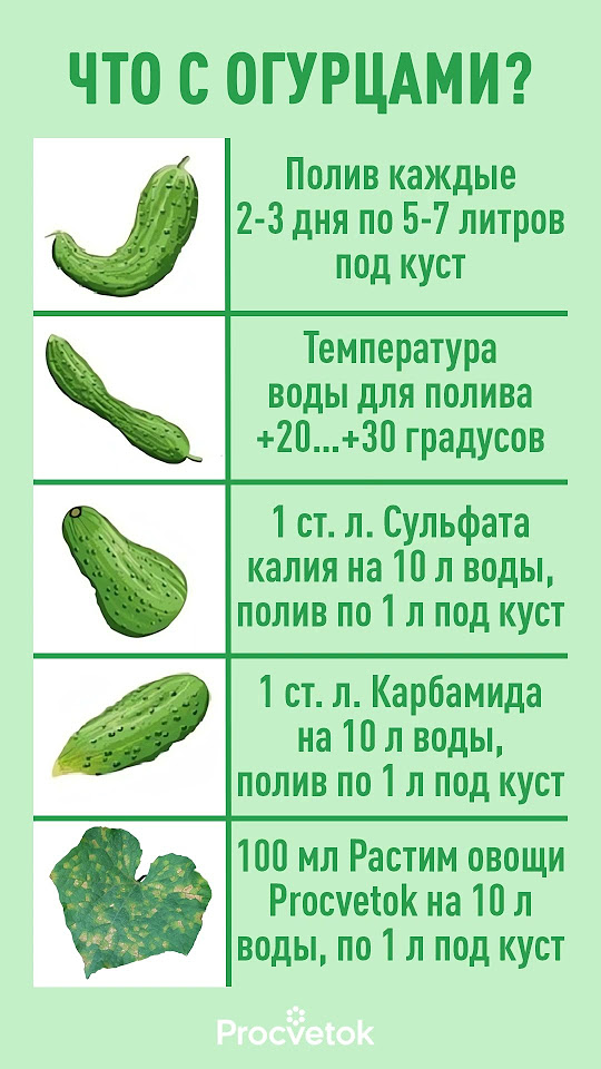 Огурец изогнутый. Огурцы скручиваются плоды. Огурцы загибаются крючком. Огурцы загибаются крючком. Загнутый огурец.