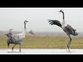 Common Cranes. Dancing birds.