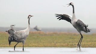 Common Cranes birds dancing in spring