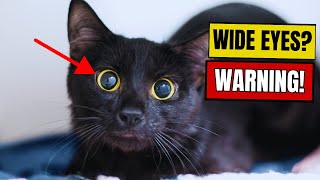 If Your Cat’s Pupils Get BIG, They’re Trying to Tell You THIS!