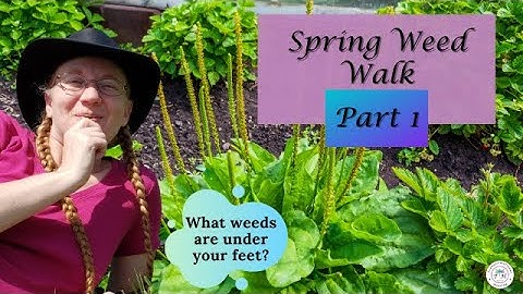 Spring Wild Weed Walk Part 1 - Southern Tier NY Plant ID
