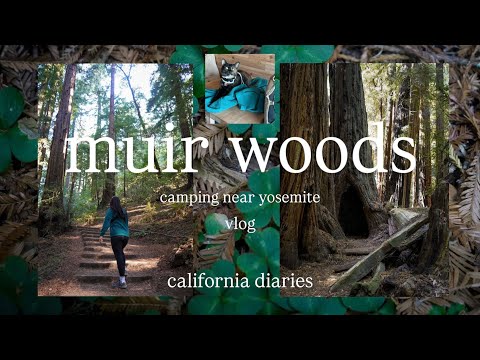 Muir Woods Vlog | California Diaries