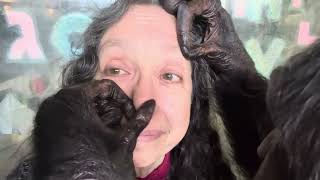Leg Grooming Chimpanzee