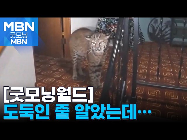 [굿모닝월드] 도둑인 줄 알았는데… [굿모닝 MBN]