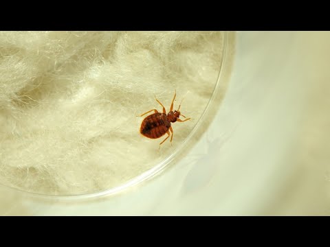 France plagued by bedbug infestations