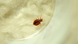 France plagued by bedbug infestations
