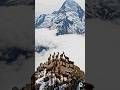 Nature’s fearless climbers conquering impossible cliffs with gravity-defying jumps. 🏔️🐐