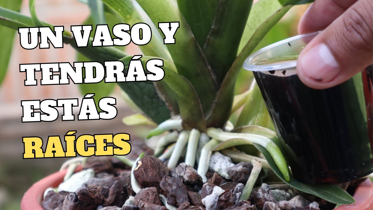 Un Vaso al Mes de Este ABONO ENRAÍZA las Orquídeas
