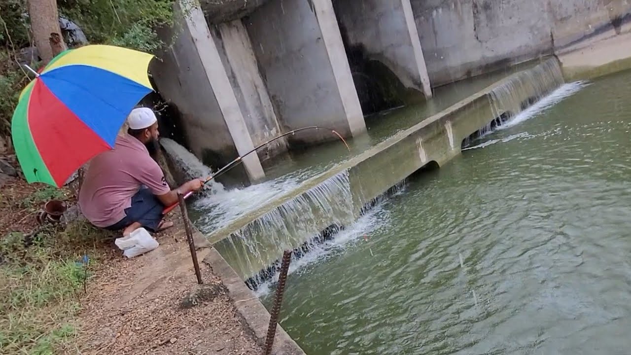 Catching In Rain|Fisher Man Catching |Tilapiafishes fishing amazing ...