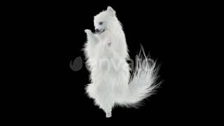Dog Dancing HD | Motion Graphics - Envato elements