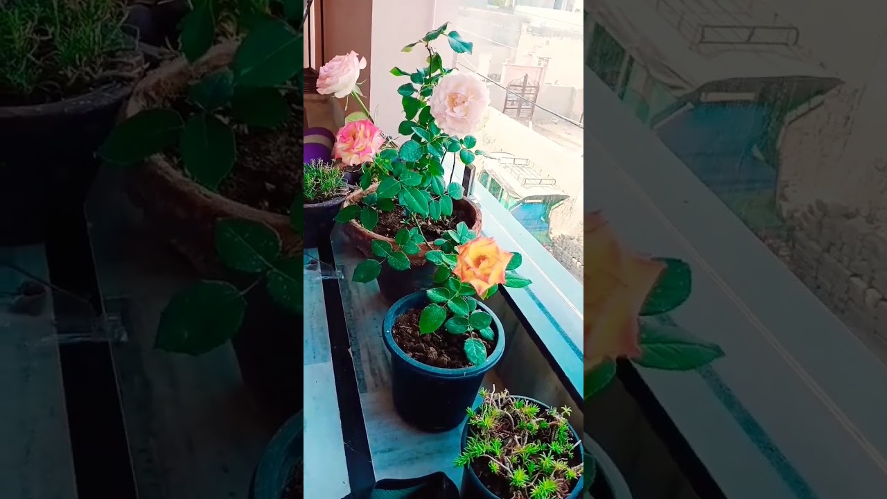 Different colour rose flower