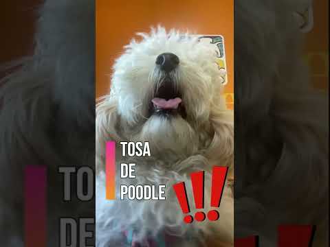 Vídeo: Você deve raspar um bichon frise?