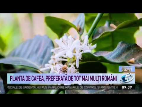 Video: Cafea - o plantă acasă
