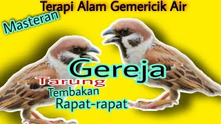 Gereja Tarung Terapi Alam Gemericik air,Masteran Murai batu,Cucak Ijo,Kacer,Cendet/Pentet