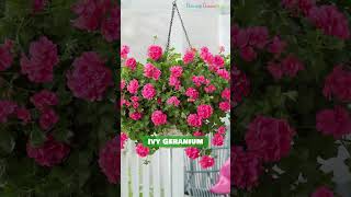 Drought Tolerant Plants for Hanging Baskets #shorts #hangingplants