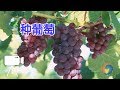 如何种葡萄 家庭园艺 Grow Grape 如何种葡萄 家庭园艺 Grow Grape