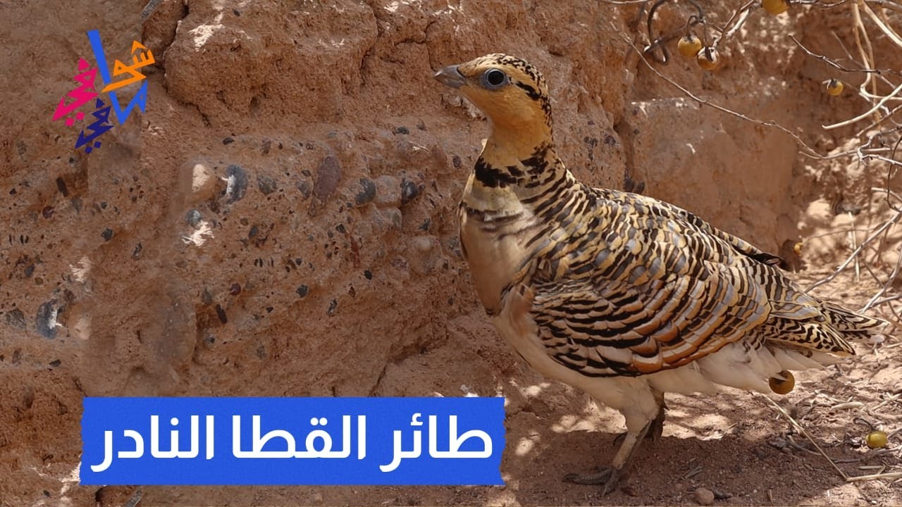 طائر القطا النادر - YouTube