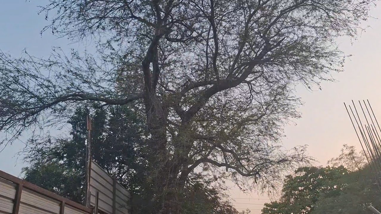 हे झाड कस्याच आहे 🤔| बेसनचा बेत मस्त झाला 😍