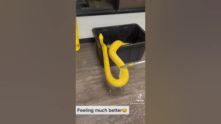 Reticulated Python taking a bath