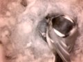 Birdcam_2010-04-23_16-35-57.avi