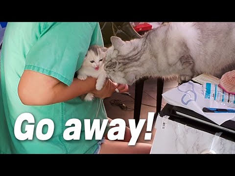 Baby Kitten Met a <strong>Big</strong> Grandma <strong>Cat</strong>! What Happened!?