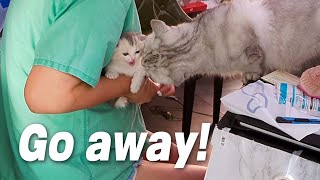 Baby Kitten Met a Big Grandma Cat! What Happened!?