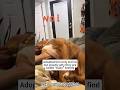 The dog’s patience can’t exceed three seconds.😅#dog #reaction #dramatic #pet #animals