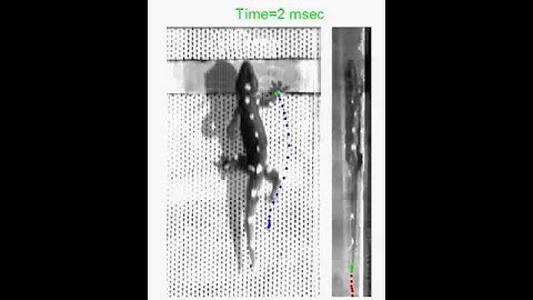 Active tails enhance arboreal acrobatics in geckos #2